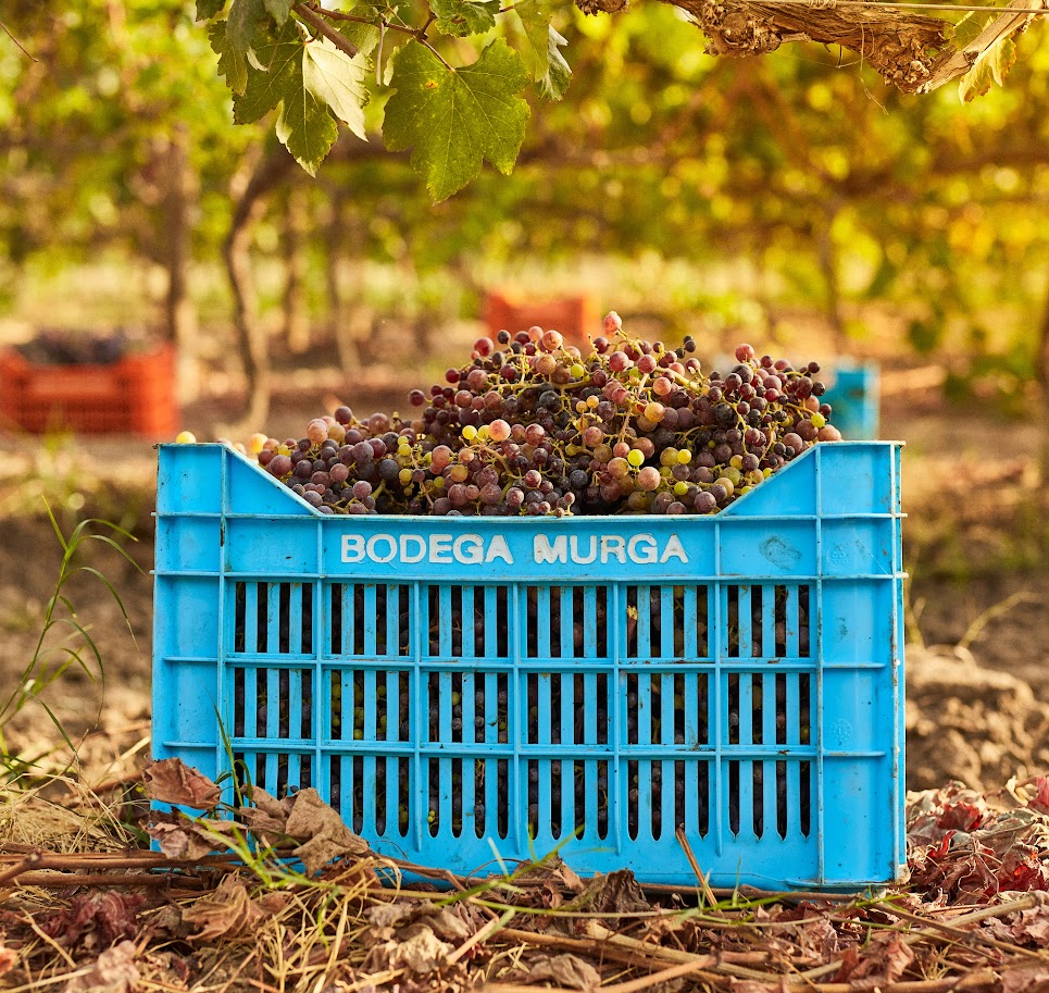 BODEGA MURGA TIENE EL MEJOR VINO TINTO DEL PERÚ SEGÚN LA GUÍA DESCORCHADOS 2026